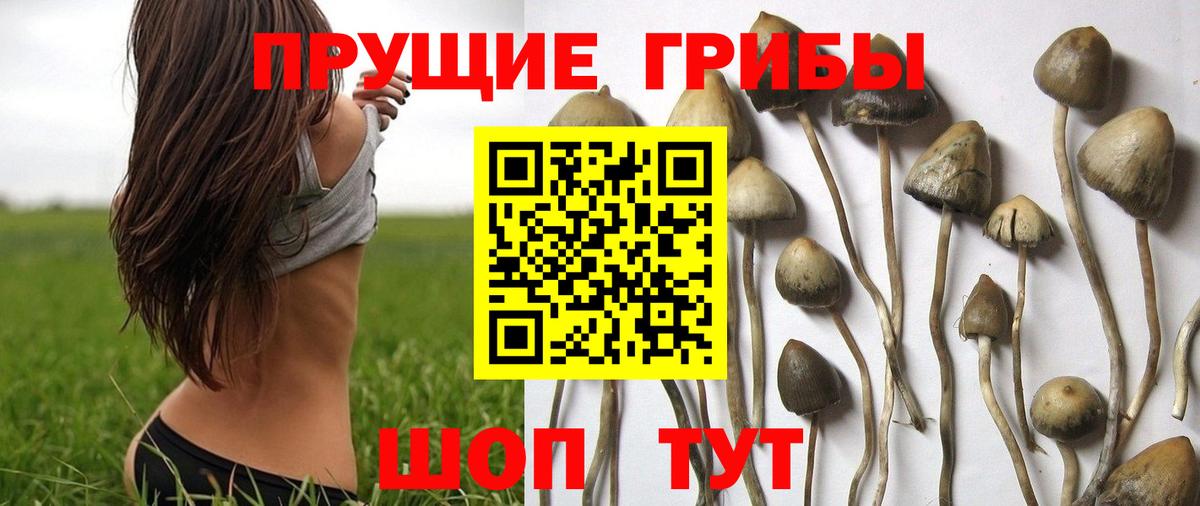 Галлюциногенные грибы мухоморы Железногорск